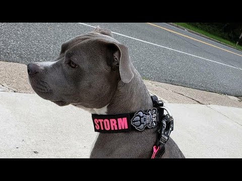 the-best-collar-you-will-ever-buy-for-your-bluenose-pitbull