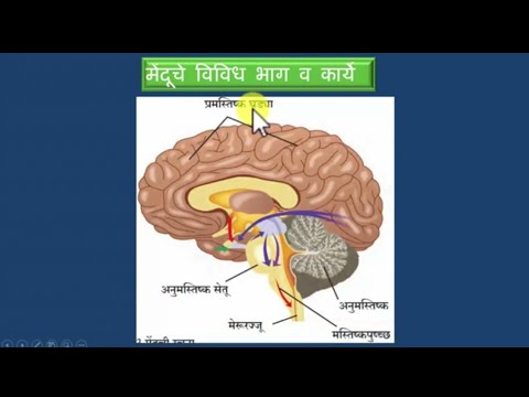 9वी, आपला मेंदू कसे कार्य करतो? | What are Parts of Human Brain and its Function&rsquo;s | genius science