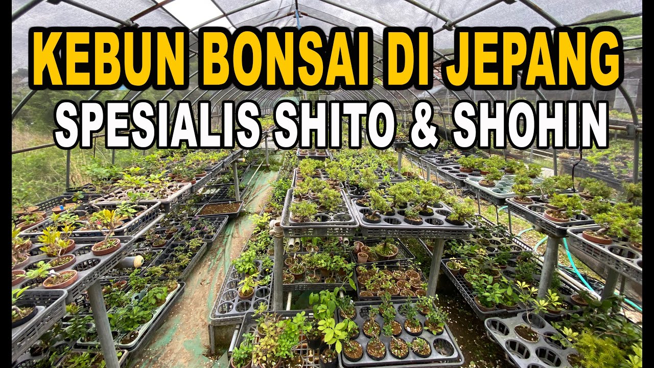 Eps.35 Jalan - Jalan Ke Kebun Bonsai Mr. Yamamoto Di Jepang
