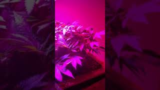 AQUAPONIC DUAL ROOT ZONE - UNKNOWN GENETICS UPDATE - DAY 40