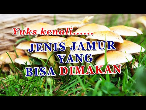 Apakah Batang Jamur Shitake Bisa Dimakan