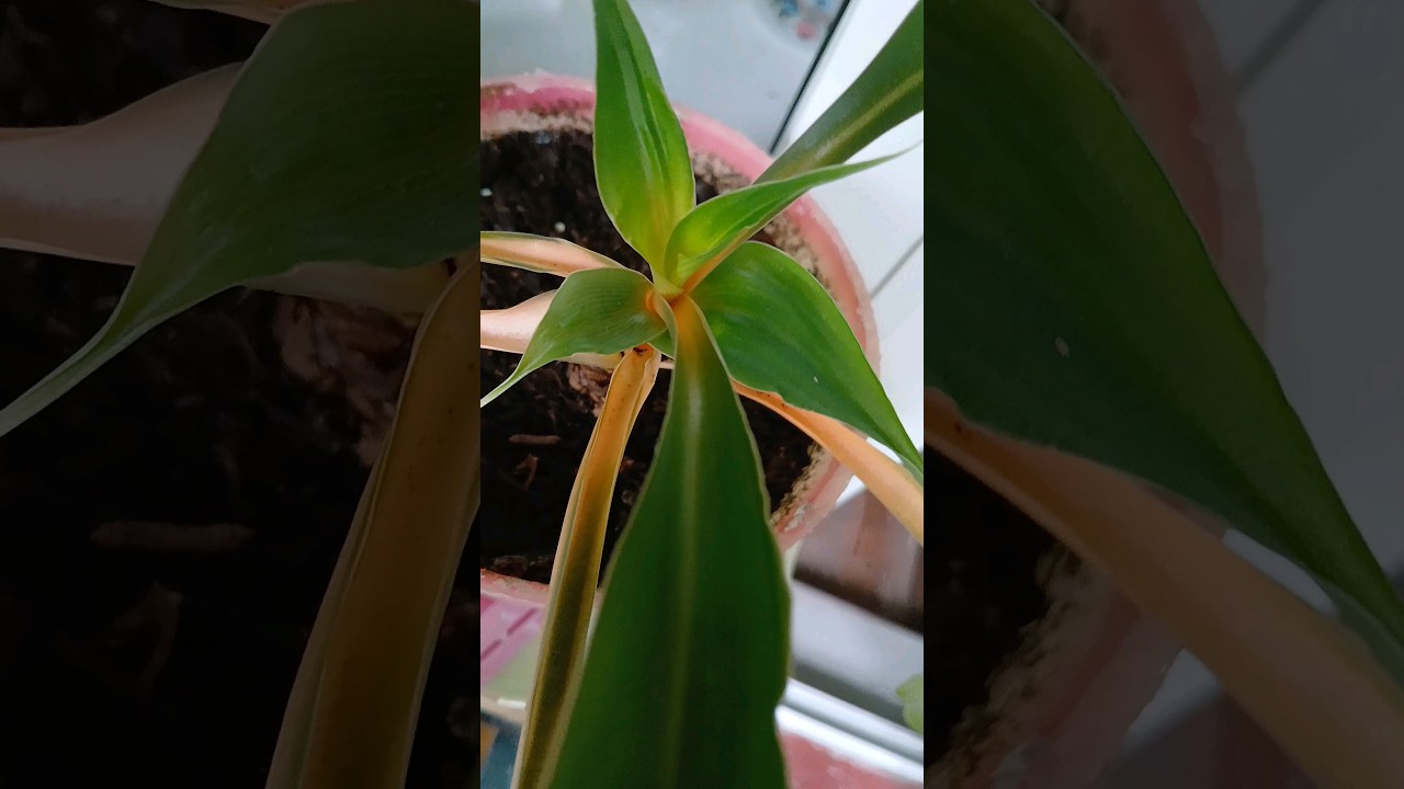 Palisota 🪴🪴🪴 