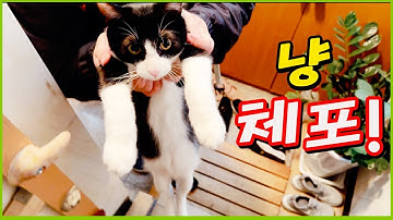 또 잡혔습니다. 고양이랑 살면 생가는 일