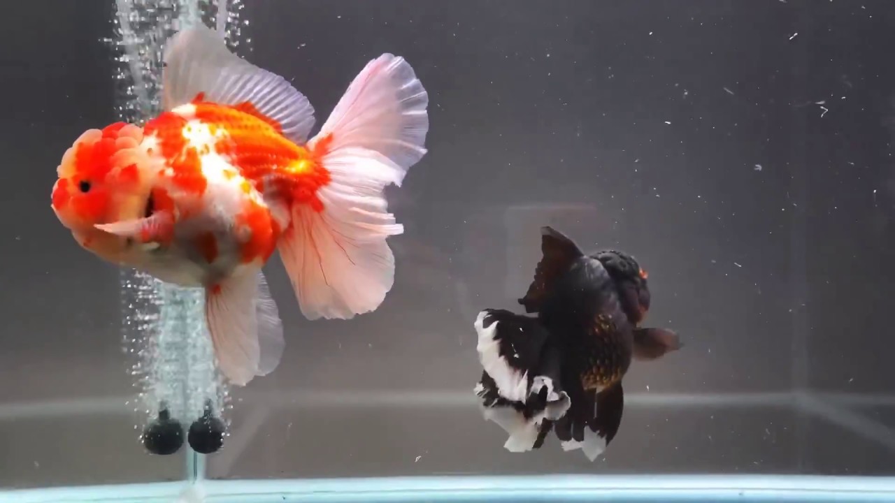 Goldfish kingdom YouTube