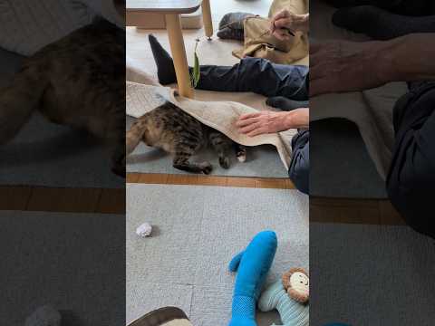 久しぶりに会ったじぃじとばぁばに猫さん大興奮 #うちの猫がへんなことしてる