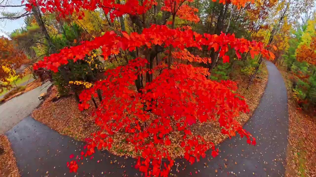 Urban Nature Walk: Crisp Leaves & Quiet Steps | Wild Adventurz: Park Path Sound Focus