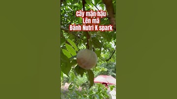 Cây Mận Hậu Giai Đoạn Lên Mã Cần Chú Ý kẻo nứt trái #trongtrot #trongcay #kythuatcaytrong #manhau