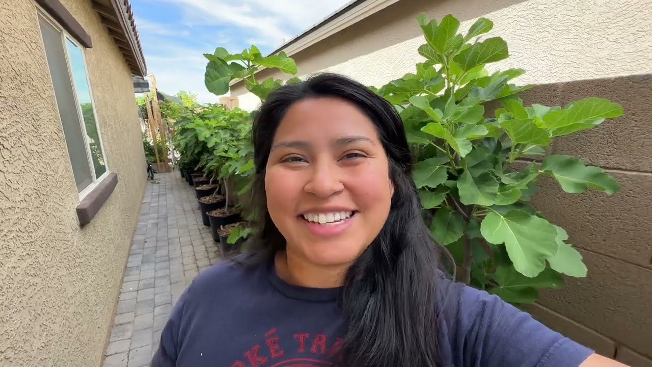 How I Fertilize Fruit Trees In Containers YouTube how-i-fertilize-fruit-trees-in-containers-youtube