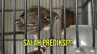Ciblek Kristal Prediksi Jantan, Ternyata ?