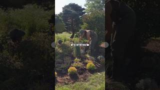 The Deer Ate This GARDEN. Time to Replant It.