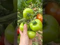 High quality tomatoes #tomato #farming #garden #tips #gardening