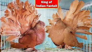 Visit Indian Fantail Breeder Setup World Biggest American Fantail Top Quality Birds