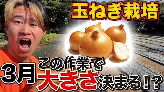 Onion cultivation] This task in March is extremely important!!! If