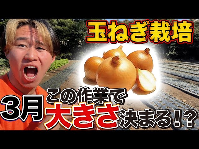 Onion cultivation] This task in March is extremely important!!! If