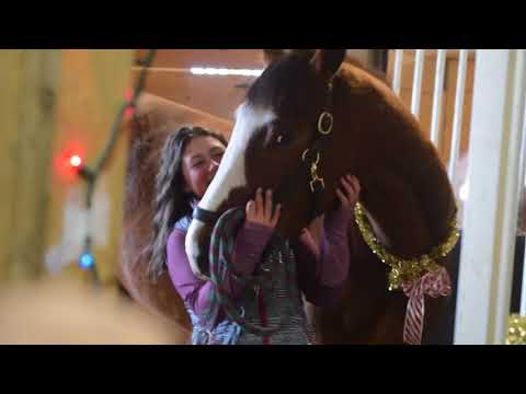 Abbie’s Christmas Eve Horse Surprise