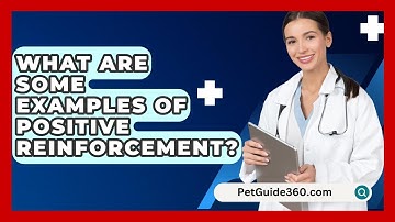 What Are Some Examples Of Positive Reinforcement? - PetGuide360.com