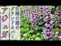 【春のアジュガ】植えてから1年後の様子。日陰の庭のグランドカバーにぴったり