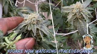 Faceded Canna | Gastropop | blueberry Icecream cake | day 35 flower | indoor grow