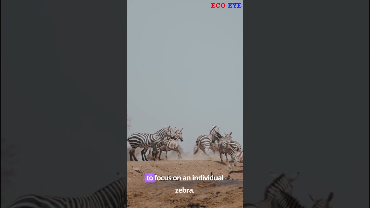 Stripes in the Wild: Zebra Wonders 🦓