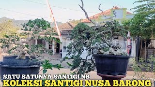 The only Santigi NB Nusa Barong Bonsai Collection!! Mas Irul Puger Luxurious Jember South Beach