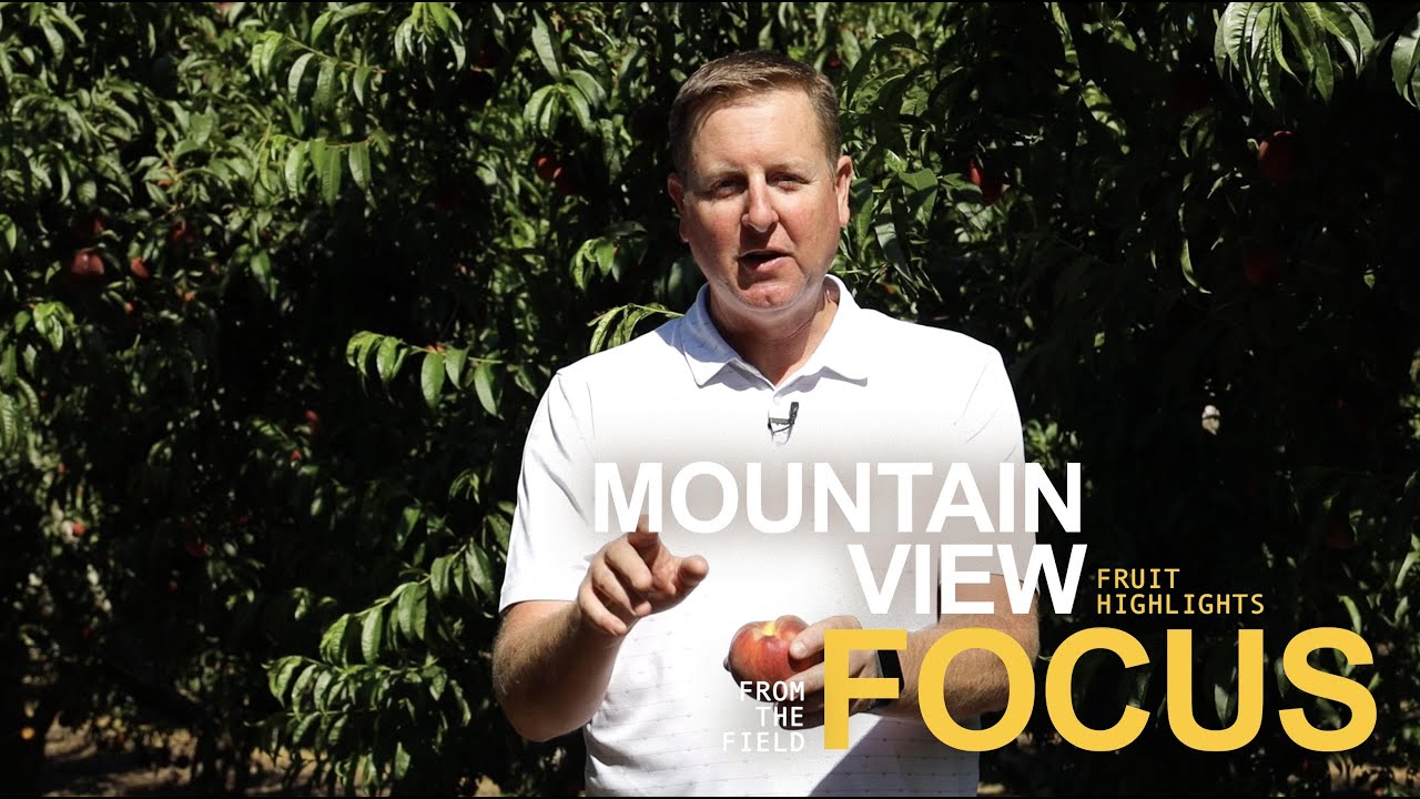 FOCUS  -  California Stone Fruit