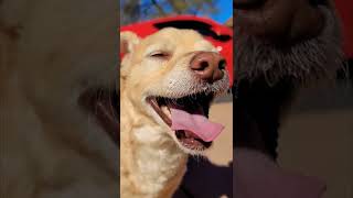 CUTE DOGS HAPPY SMILE #cutedog #dog #tiktok