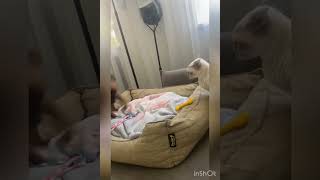 Знакомьтесь моя собака Бафи! Да, она гигачад))