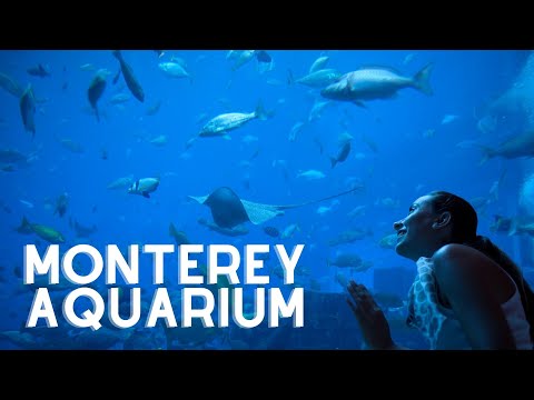 Video: Monterey Bay Aquarium bezoekersgids