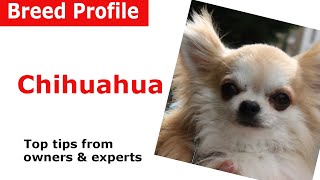 Chihuahua Dog Breed Advice by Dog Advice Videos 56,164 views 4 years ago 5 minutes, 33 seconds