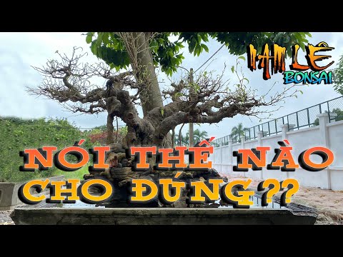 Video Nghệ nhân Tiến Đá kí đá cho cây sanh dáng làng | NamLe... - youtube