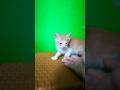 Doing Kuchi Kuchi to my chihuahuas #cat #imut #hiburansegar #funny #pets #cute #animals