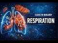 Class 10 Biology | Life Processes – Respiration