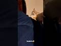 Cute cat dance 😺 #reels #cat #catvideos #funnycatvideos #shorts #trendingshorts #ytcat #funny #cute