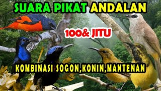 suara pikat trucukan ribut kombinasi konin,sogon,mantenan