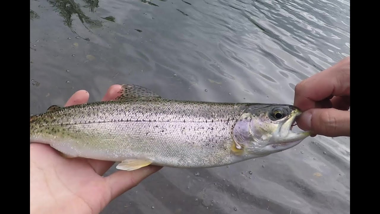 Trout Fishing Seward Highway Lakes! YouTube