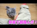 新居で初めてチンチラを散歩させてみた!!