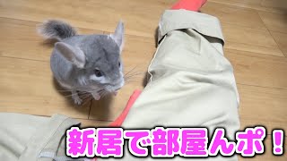 新居で初めてチンチラを散歩させてみた！！