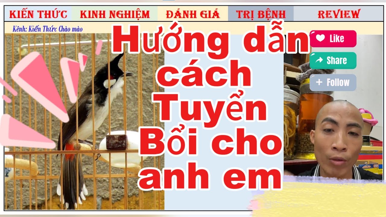 Hướng dẫn Kinh nghiệm, kiến thức Tuyển Chào mào Bổi Vip giá Rẻ