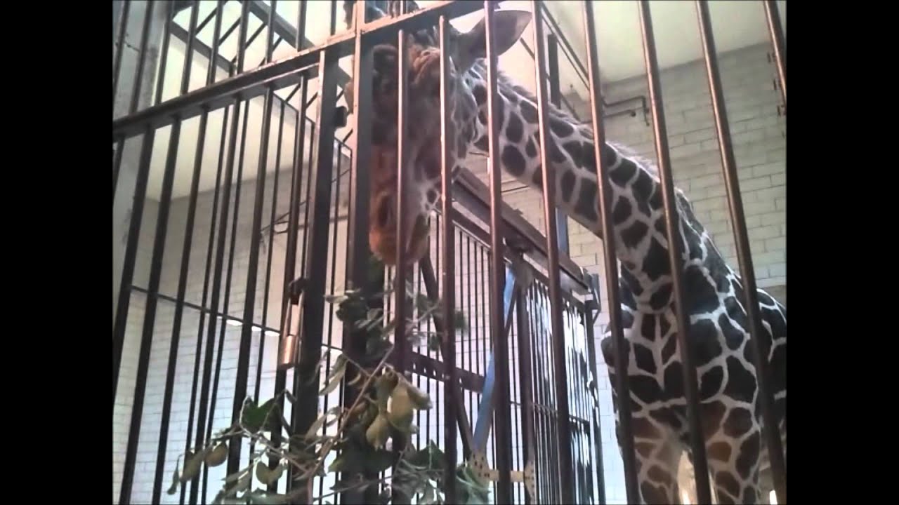 Feeding giraffes at the St Louis Zoo - YouTube
