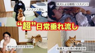 ボツにするには惜しい多頭飼いファミリー超絶日常の詰め合わせ