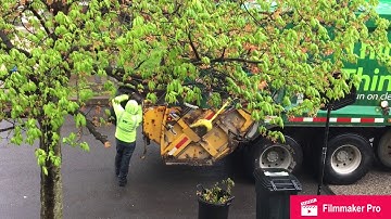 Waste Management Garbage Trucks vs Cart Lines