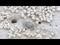 Sand bubbler crab making sand bubbles