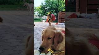 Cute Cow and Dog Treat Time 🐮🐶 | Chhoti Chhoti Gaiya #ytshorts #shorts #cowlove