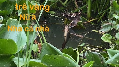 câu cá rô đồng trê vàng.bình hòa nam.đức huệ long an