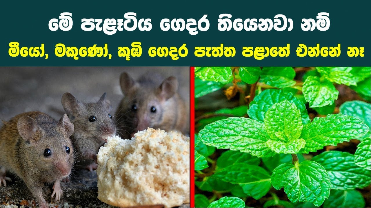 මේ පැළෑටිය ගෙදර තියේ නම් මීයෝ, මකණෝ,කූඹි එහෙම පැත්ත පළාතේ එන්නේ නෑ - House Plants to Repel Insects