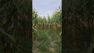 Beautiful nature walk in the corn field..please subscribe and like channel