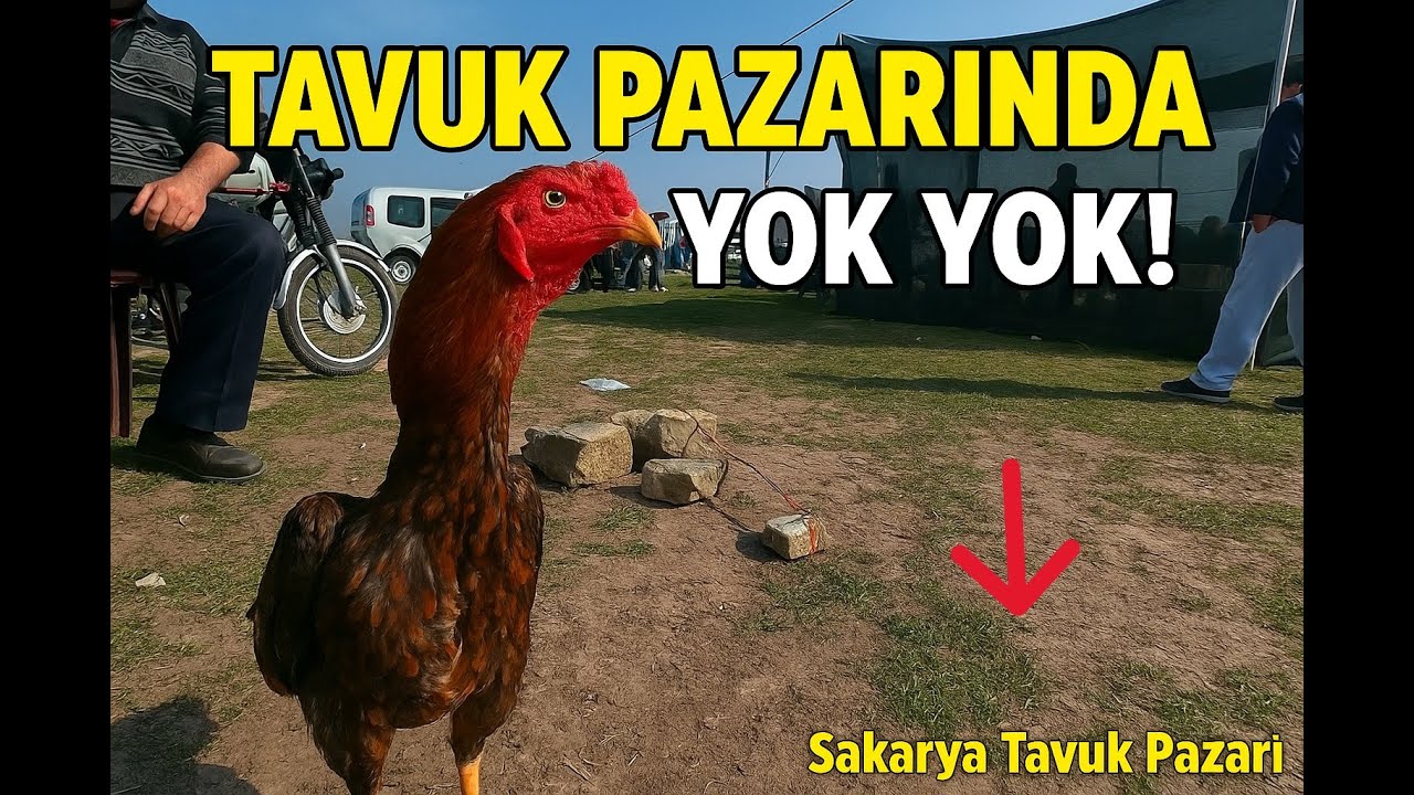 “Sakarya Tavuk Pazarı | Pazarlık, Horoz, Civciv ve Bol Cıvıltı!”