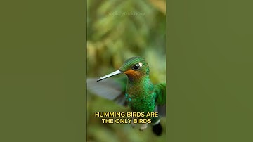 Humming birds|Facts|Did you know #viral #birds #hummingbird #shorts