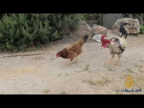 القدس- رانيا حاتم شاعرة مقدسية