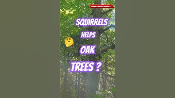 How squirrels help oak trees🤯| #new #short #shortvideo #facts #nature #trees #squirrel #ecosystem